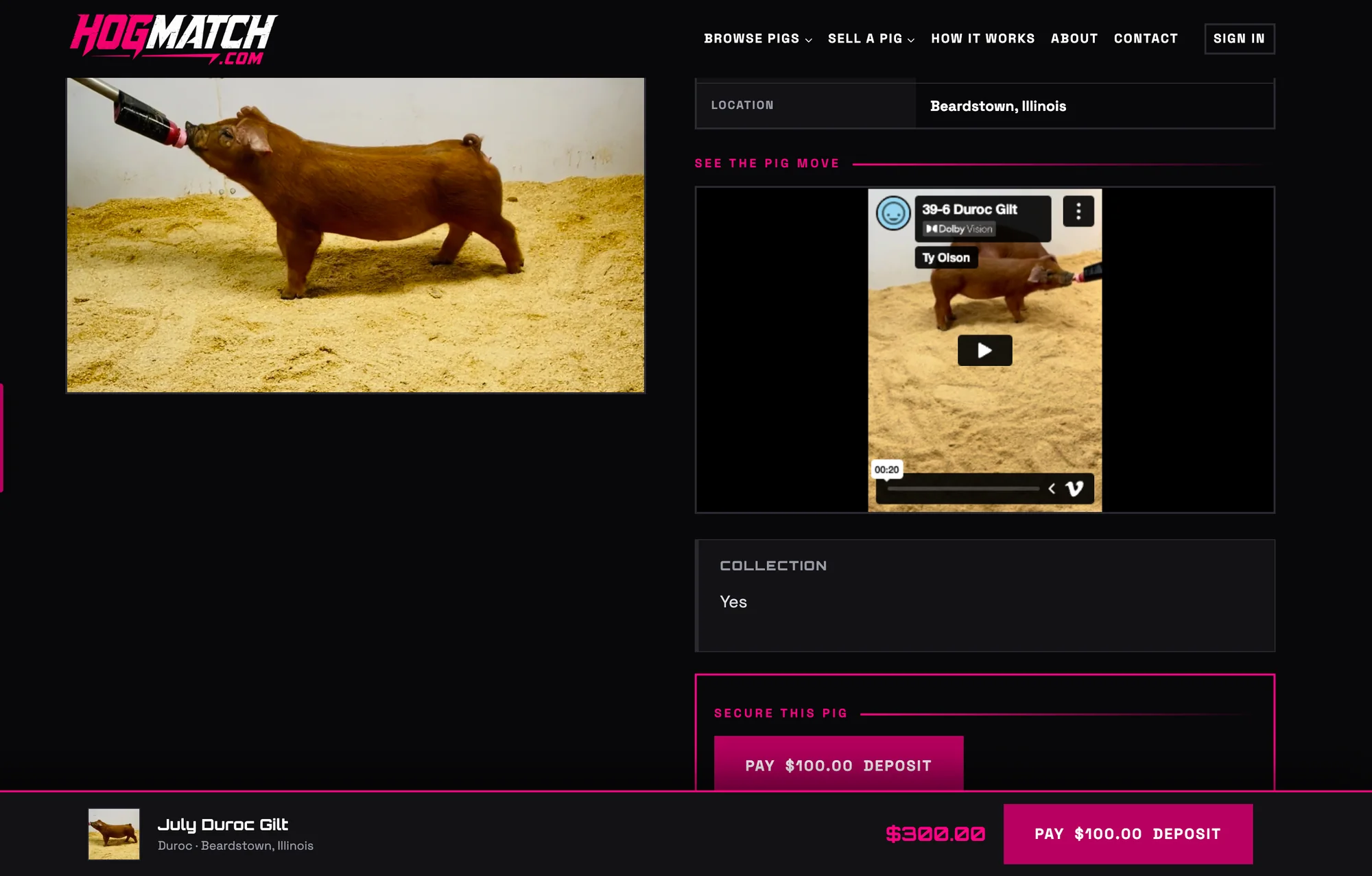A live HogMatch listing with the breeder’s phone video of the pig, processed and playing on the page